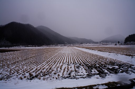 今日も雪が降っています・・。