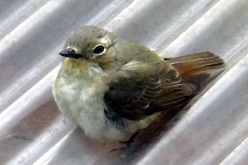 窓に衝突した鳥