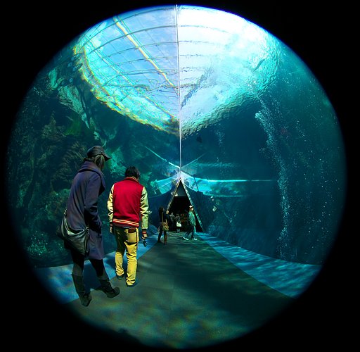 【春よ〜♪】水族館