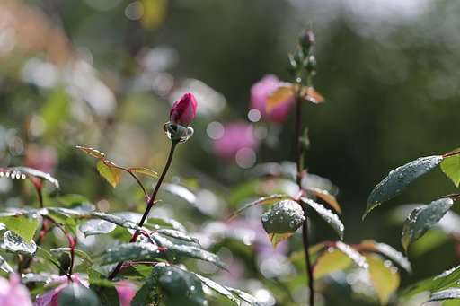 雨上がり