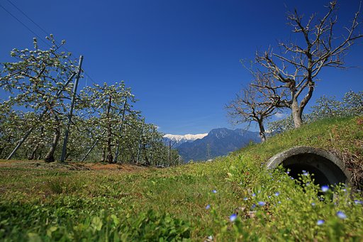 リンゴの花と有明山