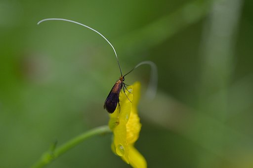 クロハネシロヒゲナガを