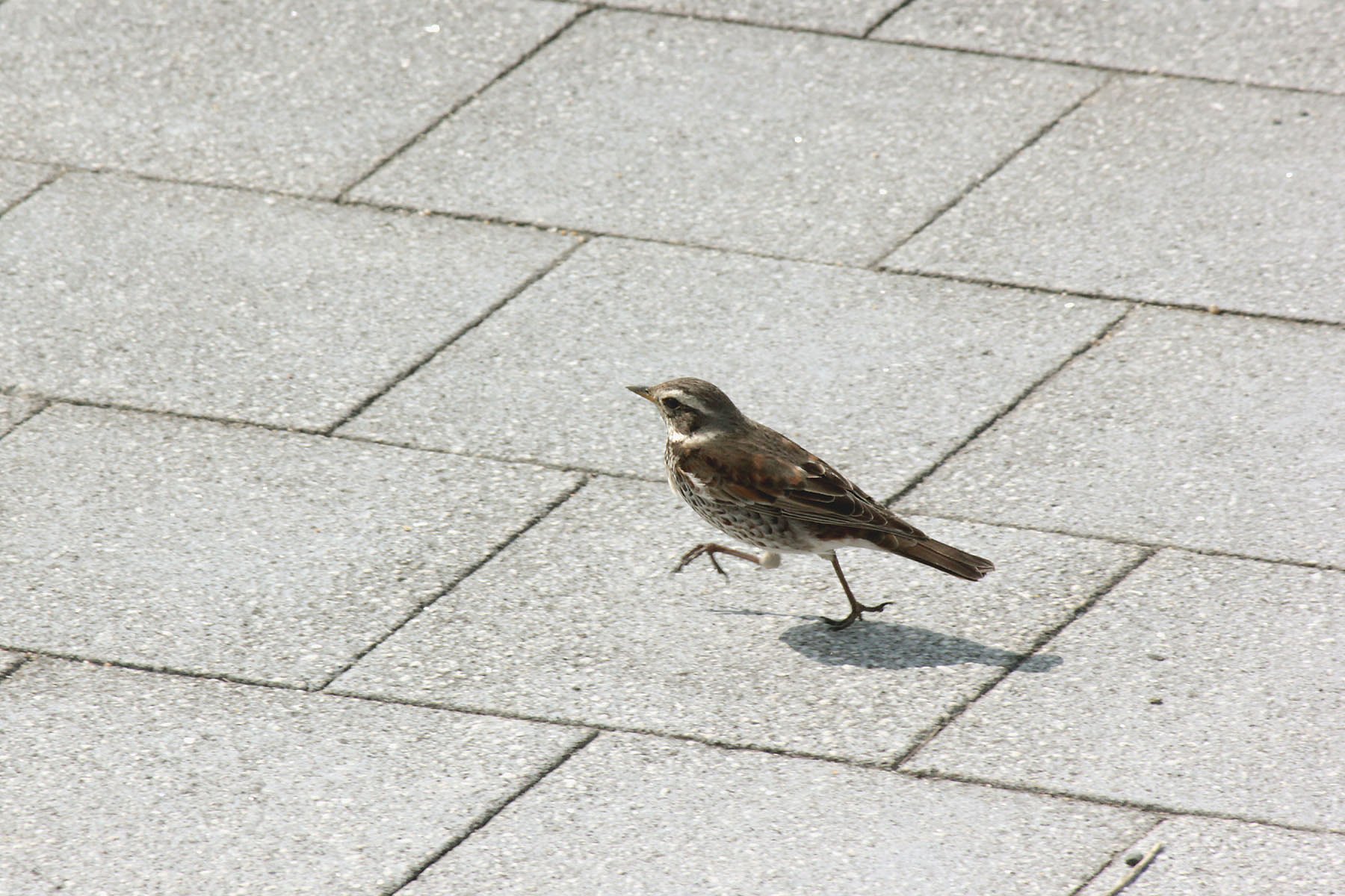ツグミが走る