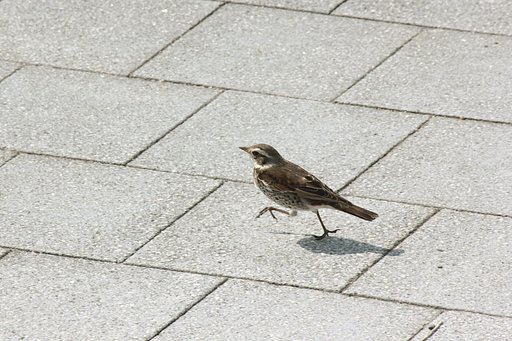 ツグミが走る