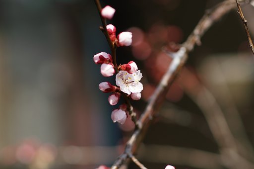 ミノルタ AF85/1.4