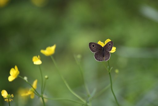 ヒメウラナミジャノメ