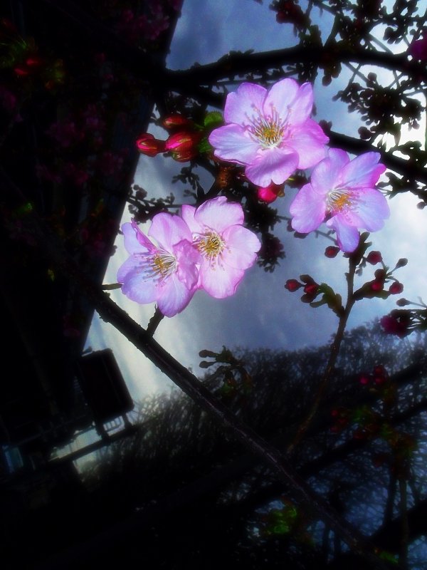 河津桜