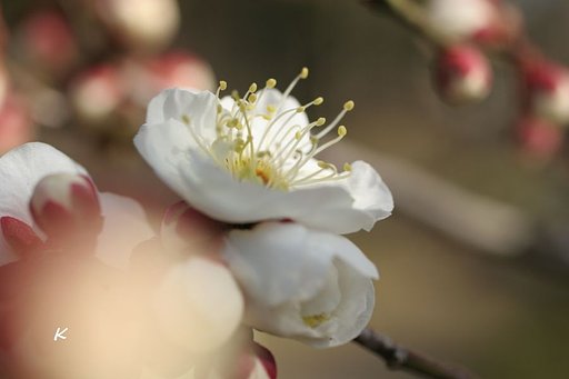 白梅の・・・