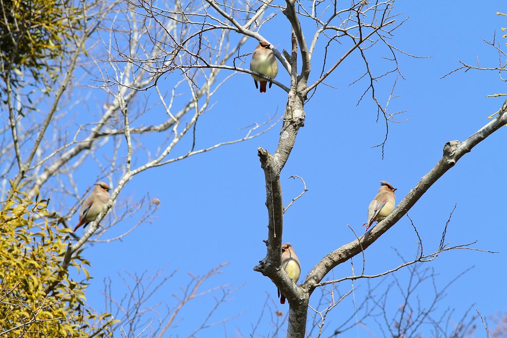 野鳥のいる風景