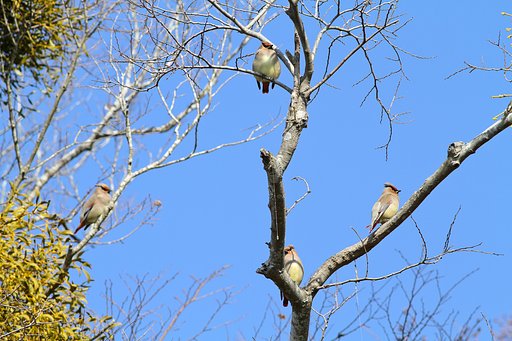 野鳥のいる風景