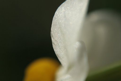 羽ばたくように１