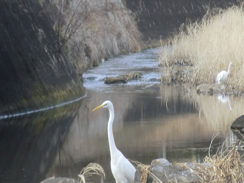川の風景