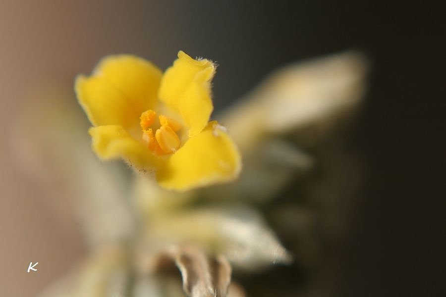 三椏の花