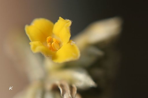 三椏の花