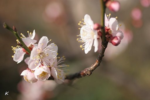 豊後梅