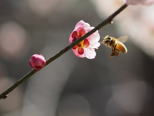 花も虫も
