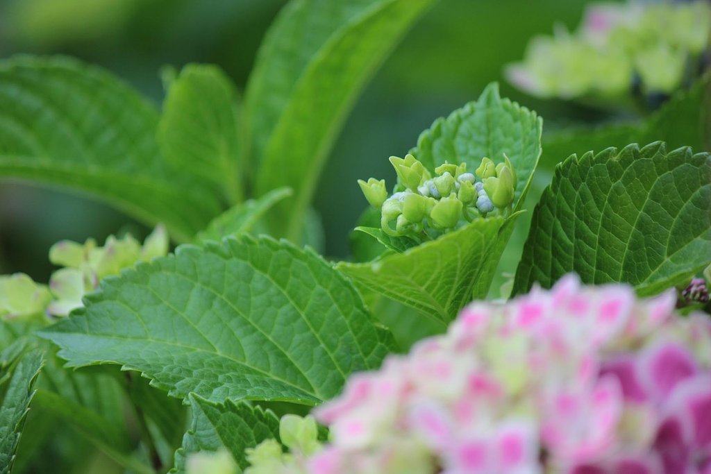 若い花芽、紫陽花の旬これから