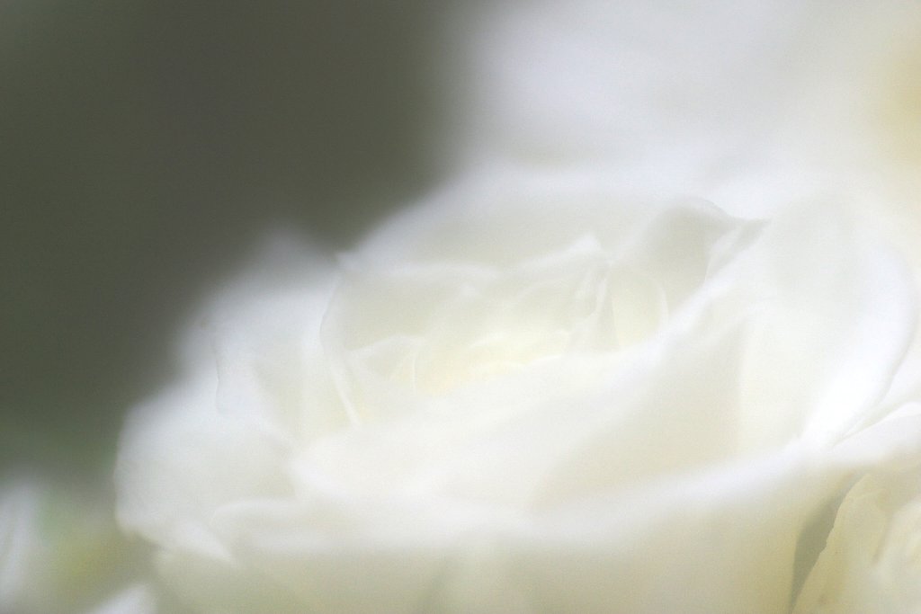 Happy White
