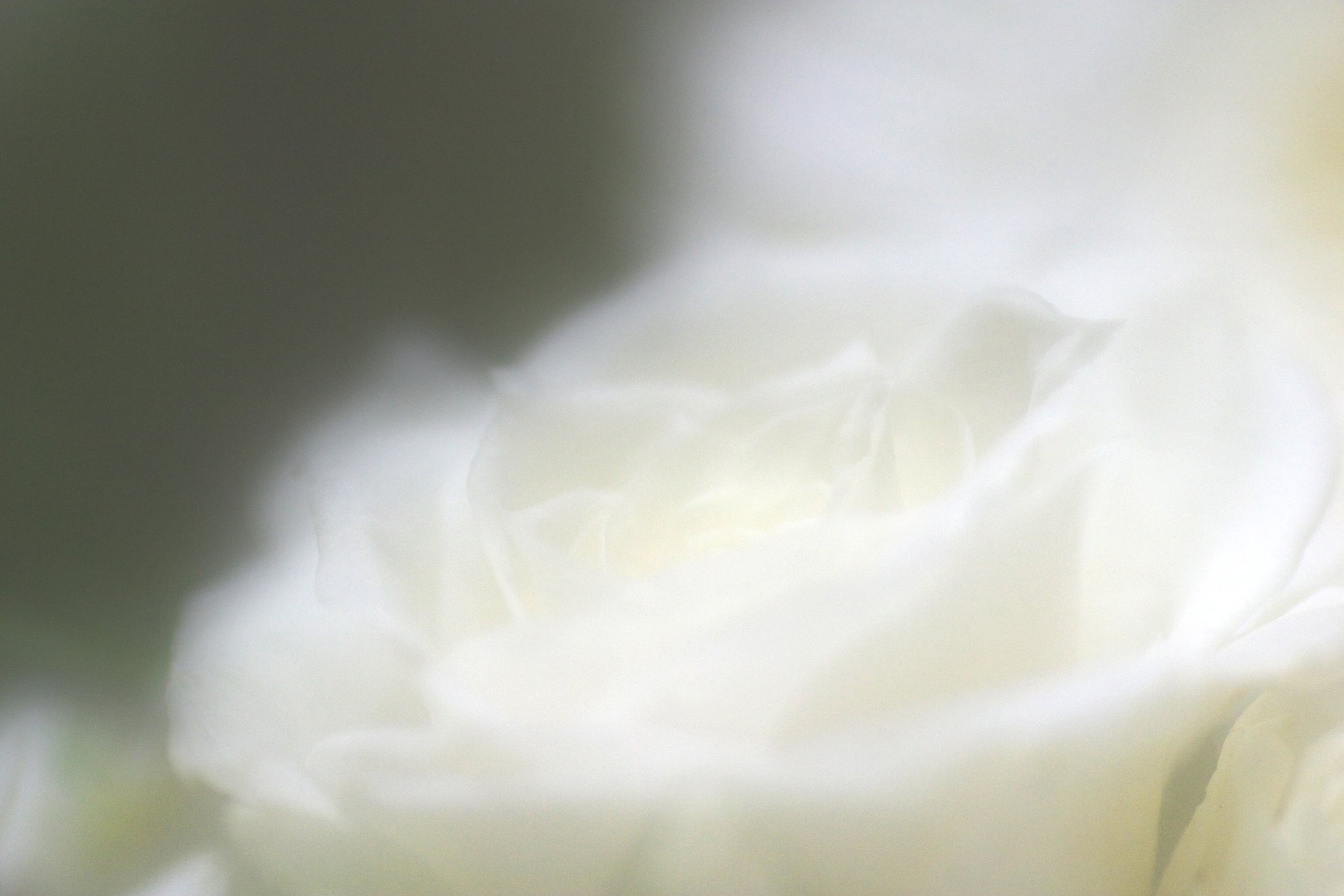 Happy White
