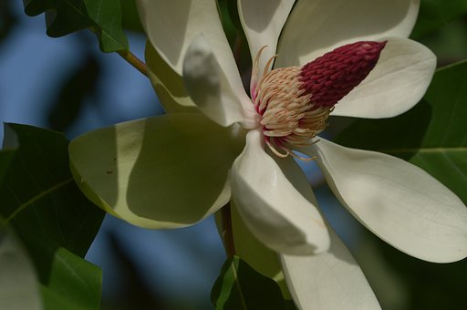 見上げれば美しい～～。