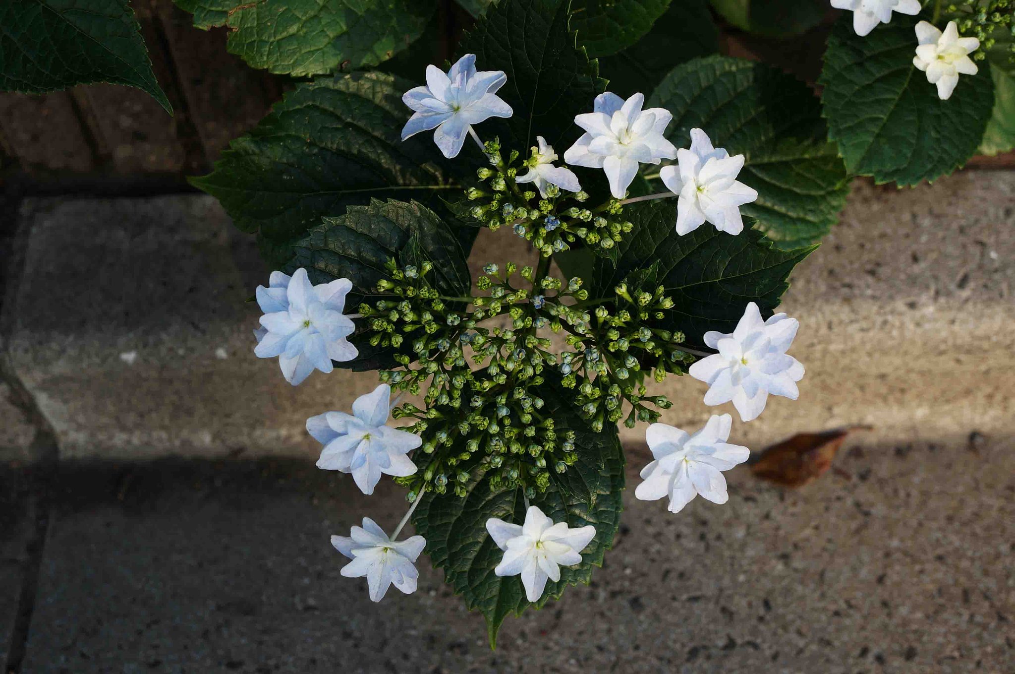 紫陽花・白