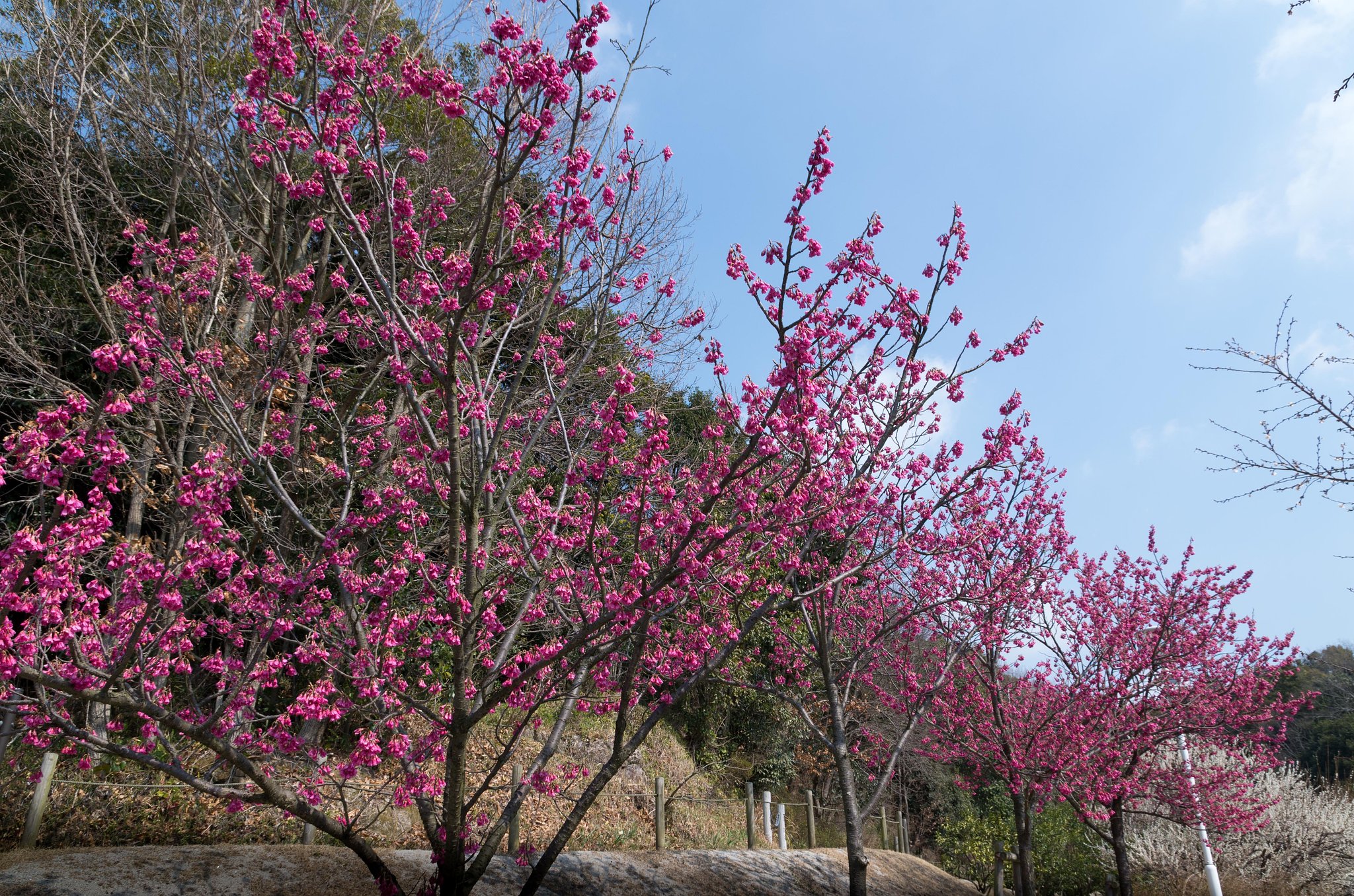 緋寒桜