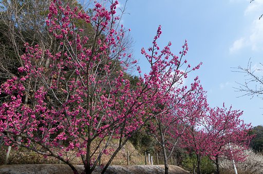 緋寒桜