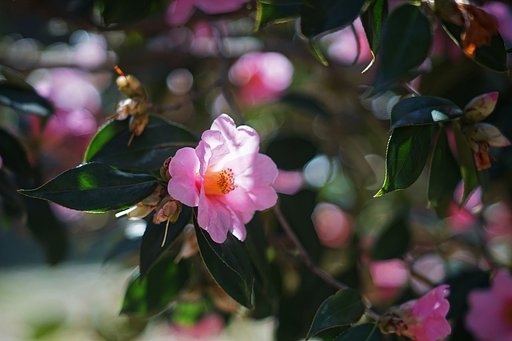 蘆花公園の寒椿
