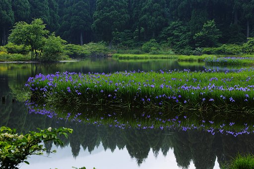 カキツバタ Ⅱ