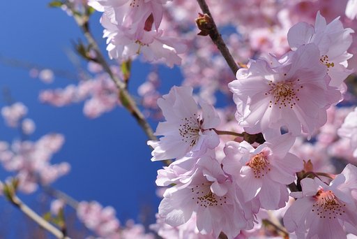 八重桜