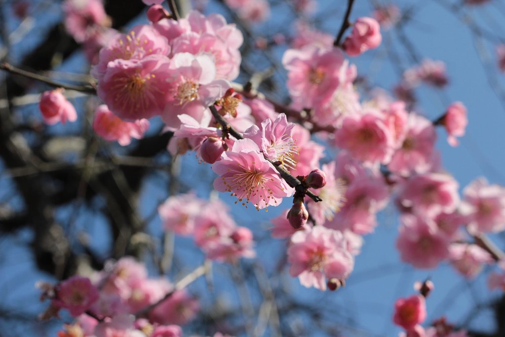 しだれ桜