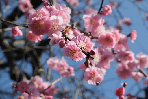 しだれ桜