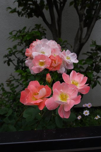 　　「やさしい　色の花」