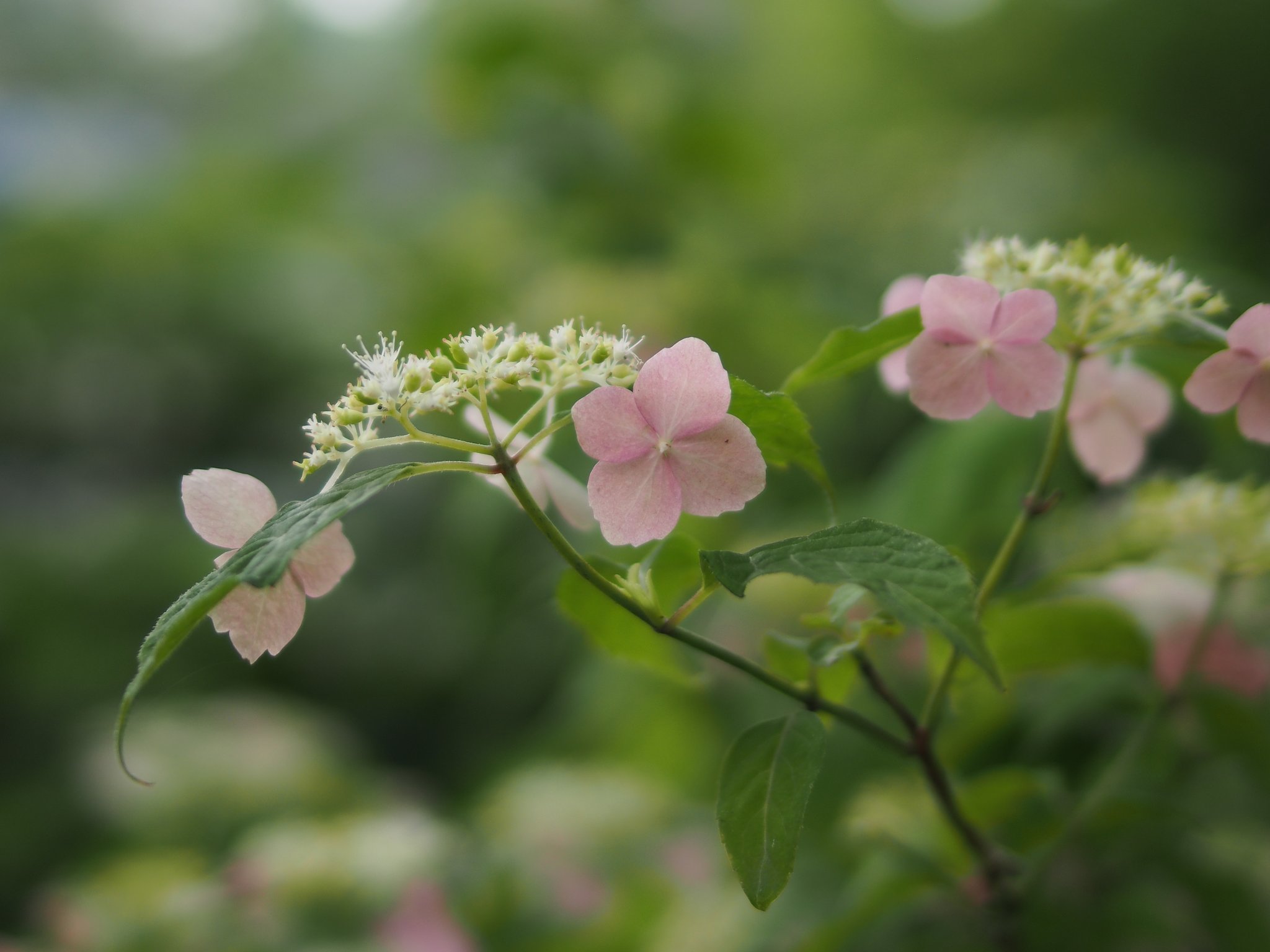 淡麗な紫陽花