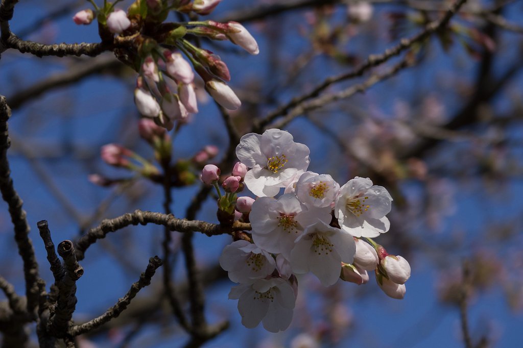 開花