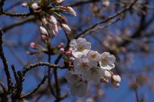 開花