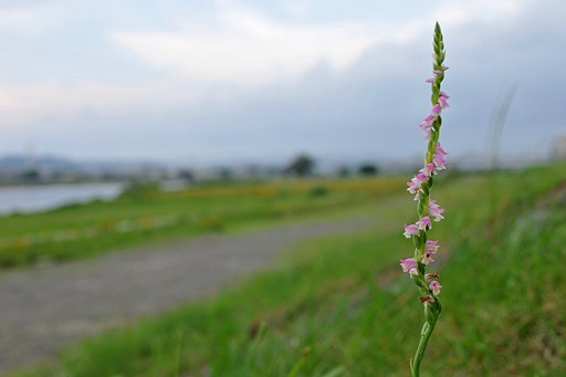 ネジバナ咲く