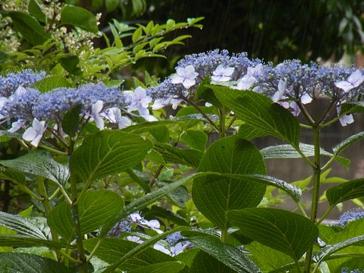 雨の中の紫陽花（C）