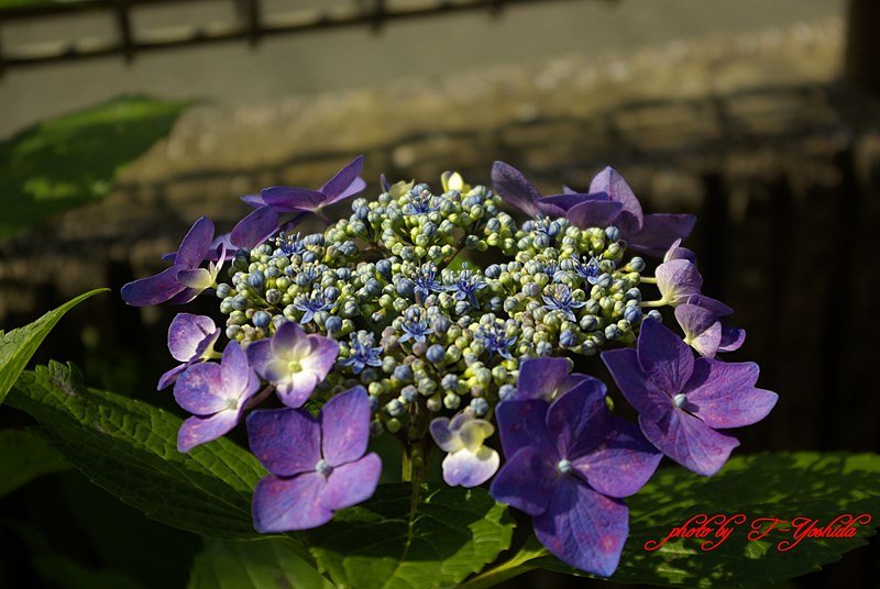 我が家の紫陽花