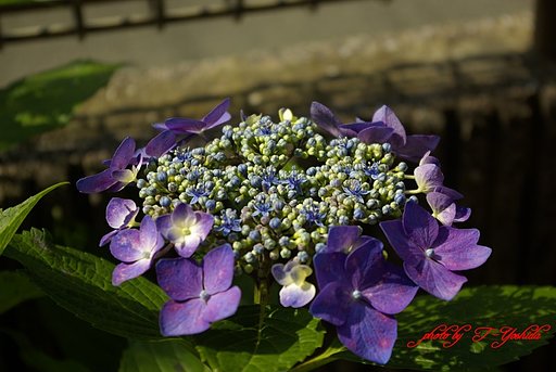 我が家の紫陽花