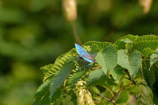 ゼフィルス