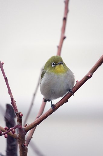 咲いてぇなのメジロくん