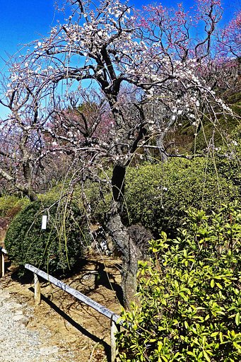 　　　『　池上梅園　梅五題　】