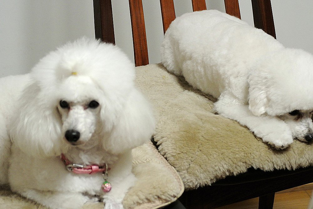 犬