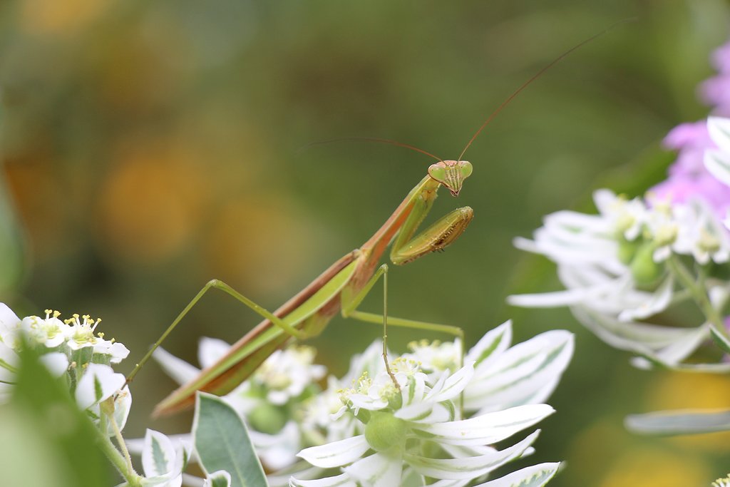 カマキリ発見！！