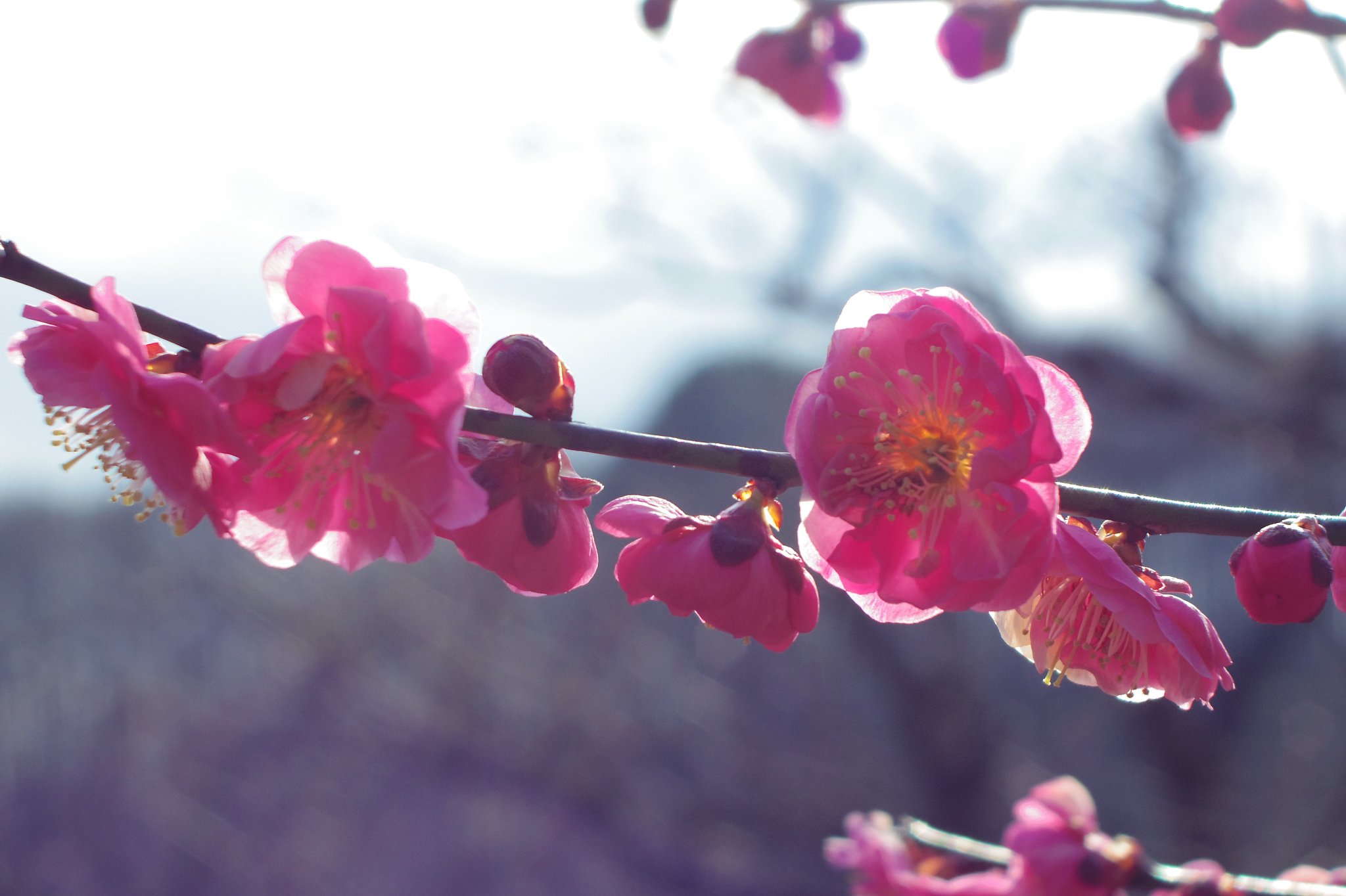八重寒紅
