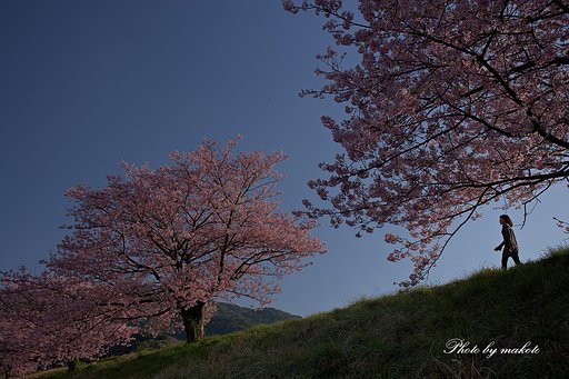 西日に輝く