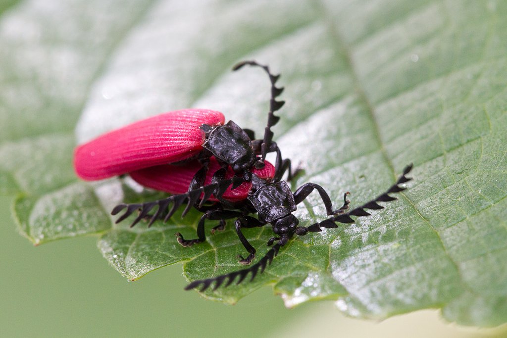 オオシマカクムネベニボタル