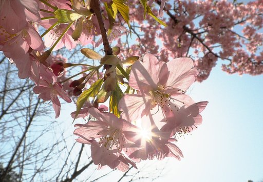 陽射しに中で