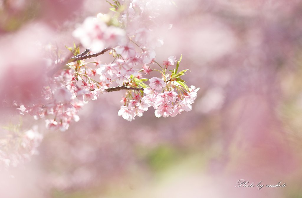 Pink's fairy